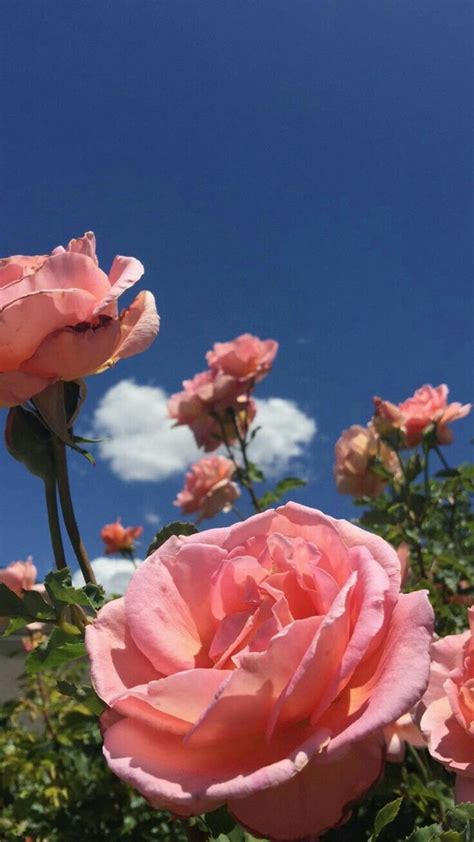Pin by Bri on Flowers | Aesthetic roses, Flower aesthetic ... If you really like aesthetic blue wallpapers full hd please share to your favorites social media.