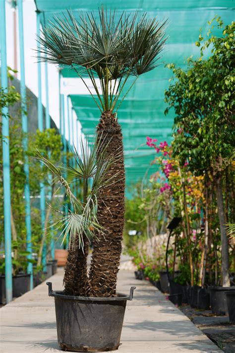 Chamaerops Humilis 1 15m Verveta