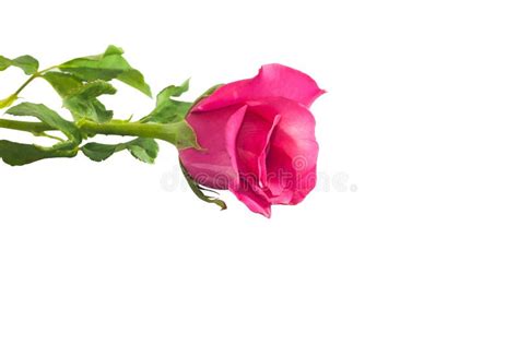 Closeup Single Pink Rose On White Background Stock Photo Image Of