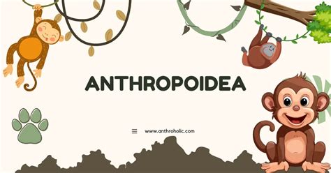 Understanding Anthropoidea In Primatology Anthroholic