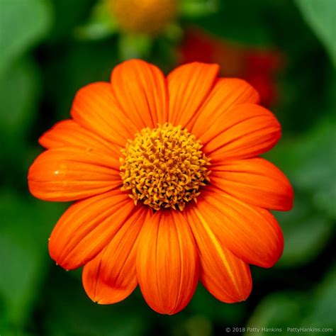 The passing of a loved one is a difficult time. A Few More Flowers from the New York Botanical Garden ...