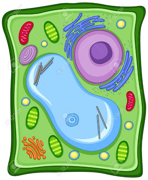 Delve inside the cell wall—you can learn the difference. Plant cell clipart 3 » Clipart Station
