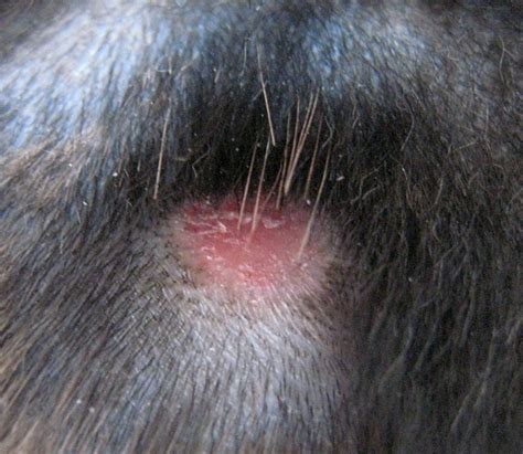 Wounds (bite marks/a large wound if the abscess has burst). Cat bite wound on cat at 19 days after start of treatment ...
