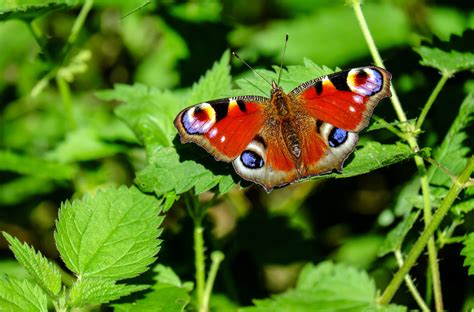 Images Gratuites La Nature Forêt Fleur Faune Insecte Papillon