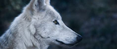Download Wolf Predator Wild Animal Muzzle 2560x1080 Wallpaper Dual