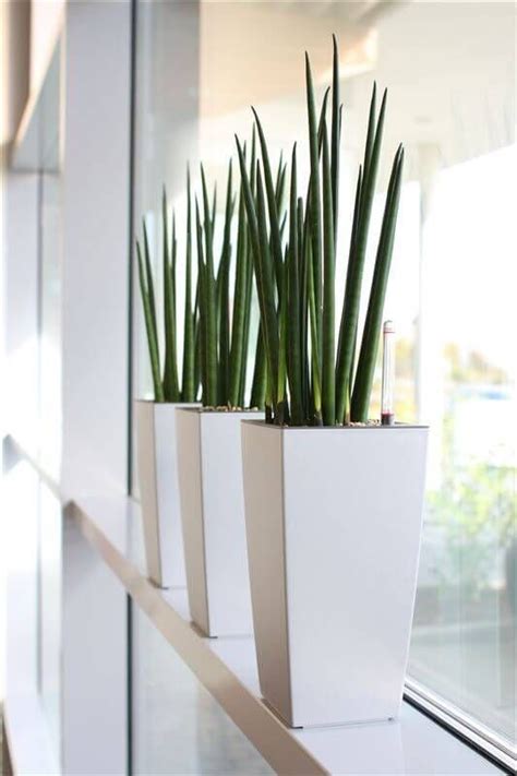 32 Office Plants Youll Want To Adopt Interior Design Plants