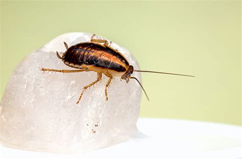 Tips For Preventing Cockroach Infestation In Your Home Lumber Mens Home