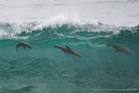 Sea Lions In Wave Alexander S Kunz Photography