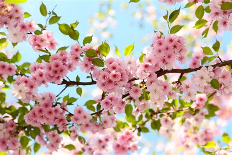 Cherry Blossom Flower Pc