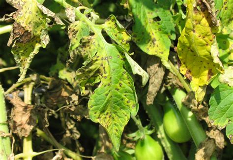 Tomato Blight Vegarden