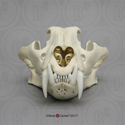 Siberian Tiger Skull Male Bone Clones Inc Osteological Reproductions