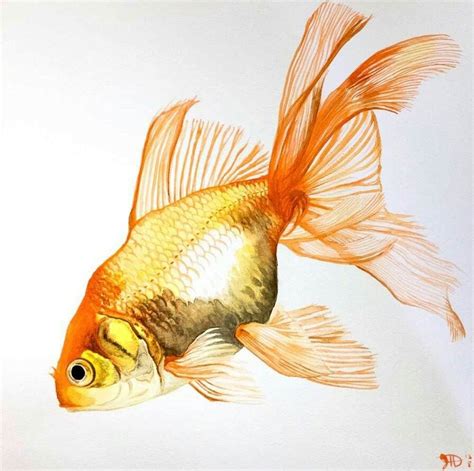 Pin By мεяcεdεн On Art Watercolor Fish Goldfish Watercolor Goldfish Art