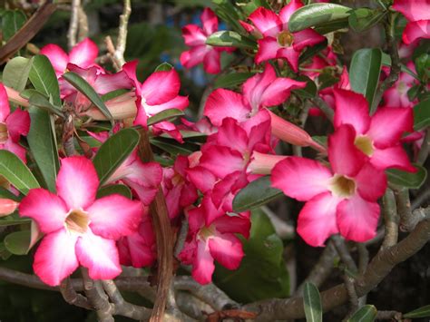 Lucy Brereton Kalachuchi Flowers In The Philippines With Names And
