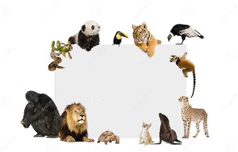 Group Of Wild Animals Around A Blank Poster Stock Image Image Of Bied