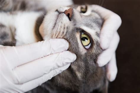 Stomatitis In Cats Great Pet Care