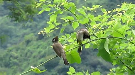 Birds Playing In Forest Forest Birds With Beautiful Bird Song And