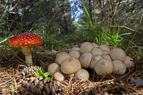 Edible And Poisonous Mushrooms Together In A Pinewood