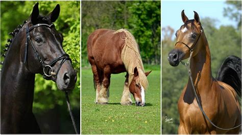 An Essential Guide To Every Horse Types And Their Distinct