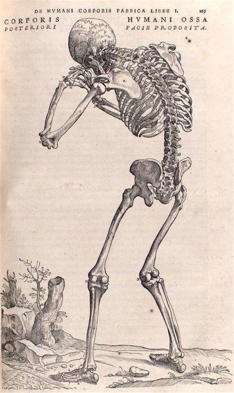 Vesalio De Humani Corporis Fabrica Medical Illustration Andreas Vesalius Anatomy Art