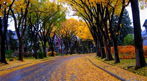 Hd Wallpaper Nature Architecture House Autumn Leaves Trees Street City