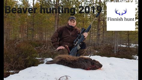 Majavajahti Beaver Hunting 2019 Finnishhunt YouTube