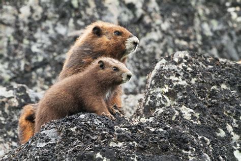 Endangered Vancouver Island Marmots Are Making A Comeback Wired