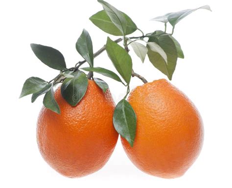 Two Oranges Stock Photo Image Of Food Over Nutritious 15658290