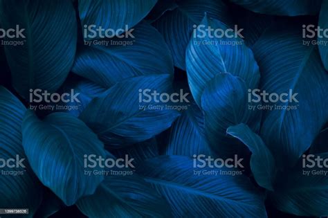 Tropical Leaves Abstract Green Leaf Texture In Garden Nature Background