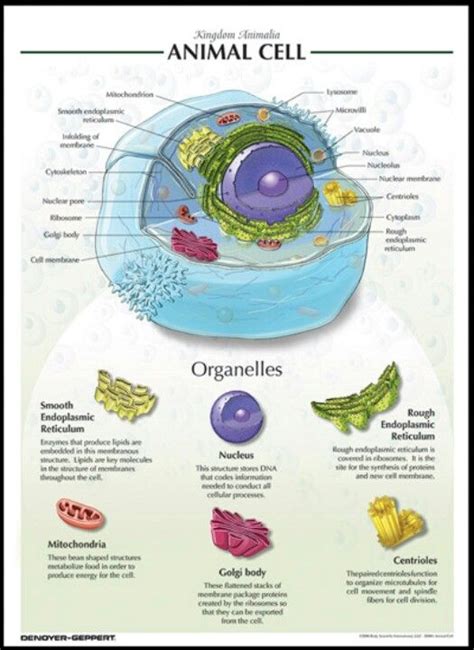 Animal Cell Biology Lessons Biology Notes Teaching Biology Science