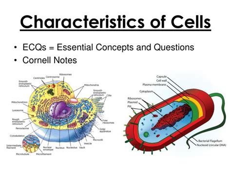 Ppt Characteristics Of Cells Powerpoint Presentation Free Download