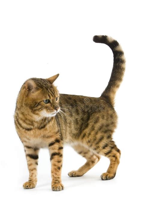 Bengal Brown Spotted Tabby Stock Image Image Of Inside 170186261