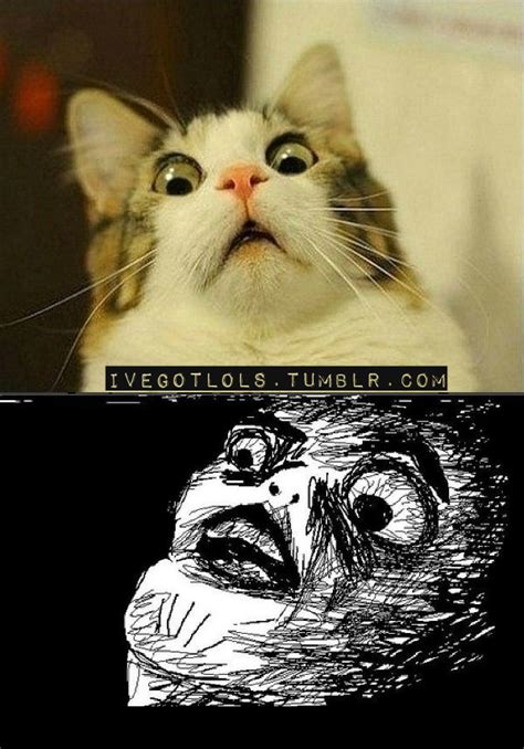 Omg Cat Funny Cat Faces Scared Cat Cat Memes