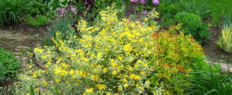 Hardy in usda plant hardiness zones 4b to 9b, kerria tolerates winter temperatures to minus 25 degrees fahrenheit. Kerria, Japanese Variegated Kerria, Japanese Variegated ...