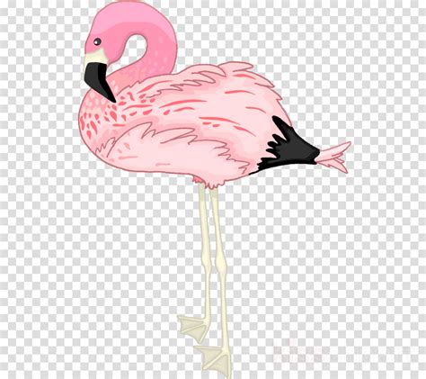 Pink Flamingo Clipart Animals Transparent Clip Art