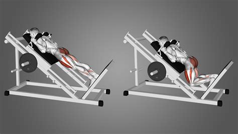 Reverse Hack Squat Machine Benefits Muscles Worked And More Inspire Us