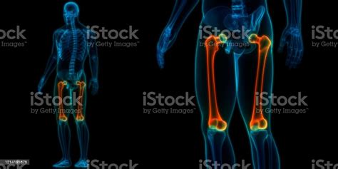Human Skeleton System Femur Bone Joints Anatomy Stock Photo Download