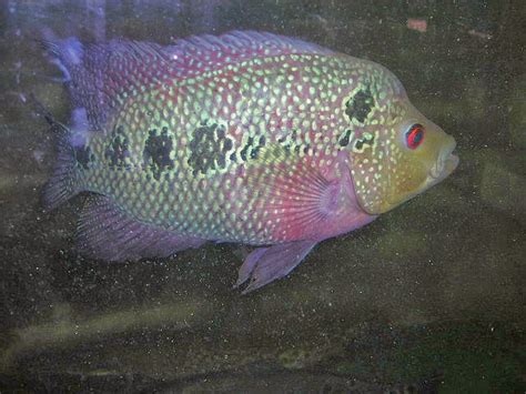 Banyak cara dilakukan untuk mengembang biakan ikan ini, salah satunya yaitu dengan cara budidaya ikan louhan di akuarium. Budidaya Gambar Dan Cara Merawat Ikan Louhan Yang Benar ...