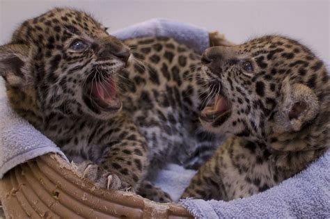 A Pair Of 19 Day Old Jaguar Cubs Is Pictured At The Milwaukee County