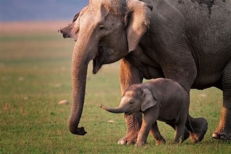 Asian Elephant Facts And Beyond Biology Dictionary