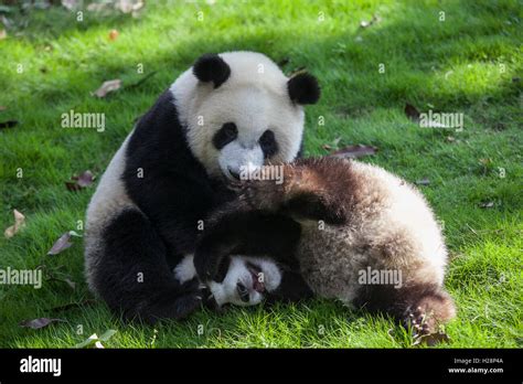 Two Happy Pandas Are Playing In Their Habitat At Bifengxia Panda