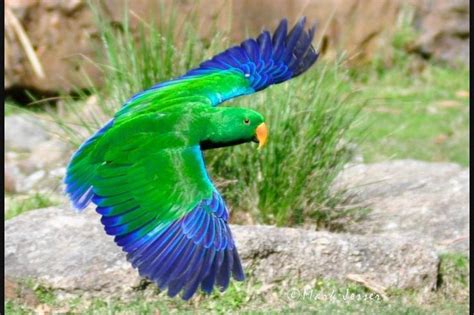Eclectus Parrot Male Uncommon Lives Cape York Queensland Australia
