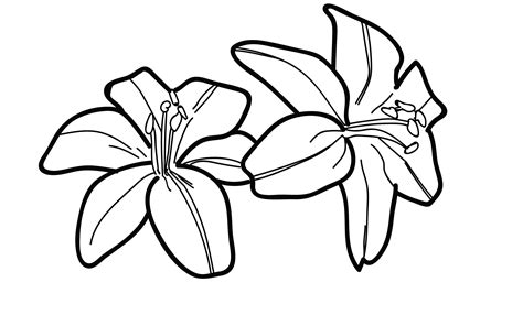 Lily Flower Drawing Pictures At Getdrawings Free Download