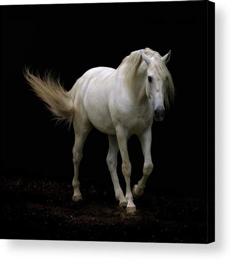 White Lusitano Horse Walking Acrylic Print By Christiana Stawski