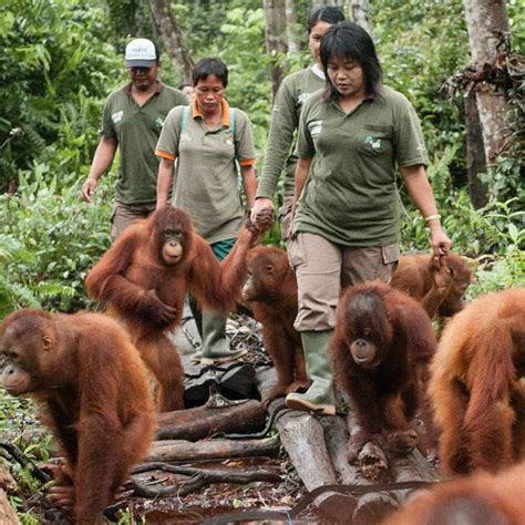 Borneo Orangutan Survival Foundation Brand Of The Year Survey