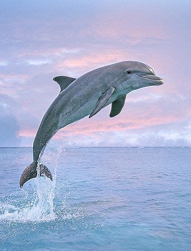 Bottlenose Dolphin Jumping Pink Sky Ocean Blue