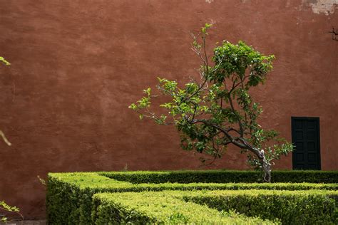 Garden Dreamer The Royal Alcázar And Gardens Seville Spain — Rose And Ivy