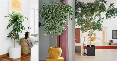 How To Grow Ficus Benjamina Indoors Growing Weeping Fig
