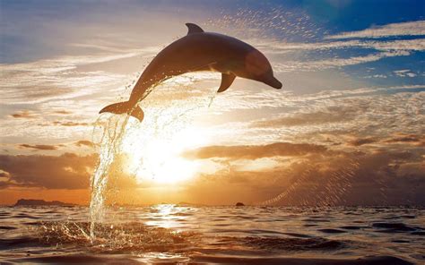 Photo Of A Dolphin Jumping High Out Of The Water At