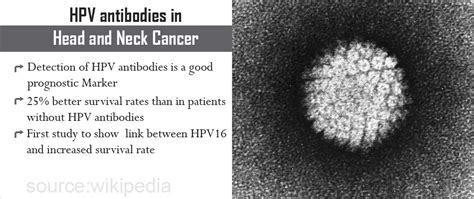 Hpv Antibodies Signal Better Prognosis For Head And Neck Cancer Patients