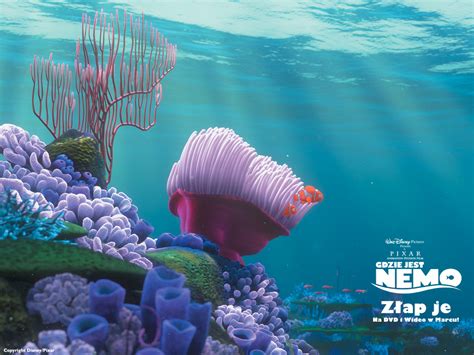 Free Download Finding Nemo Wallpaper Finding Nemo 1024x768 For Your